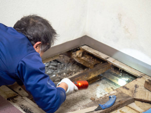 Best Basement Mold Remediation in Ely, NV