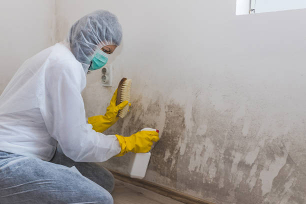 Best Industrial Mold Remediation in Ely, NV