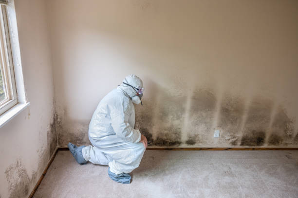 Professional Mold Remediation in Ely, NV