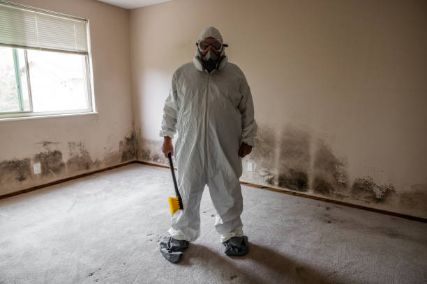 Best Post-Flood Mold Remediation in Ely, NV