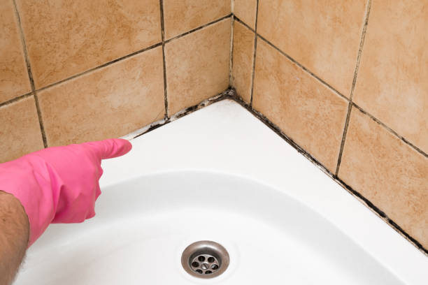 Best Residential Mold Remediation in Ely, NV